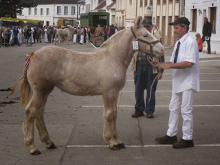 Concours de poulains 2015