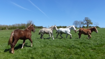 Mise à l'herbe 2016