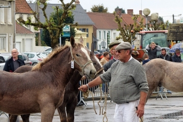 Concours des poulains 2016