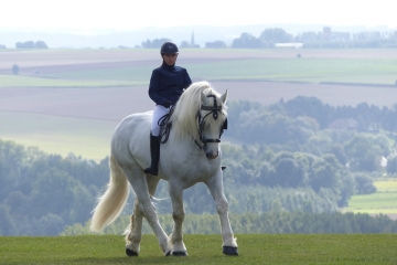 Recherche chevaux